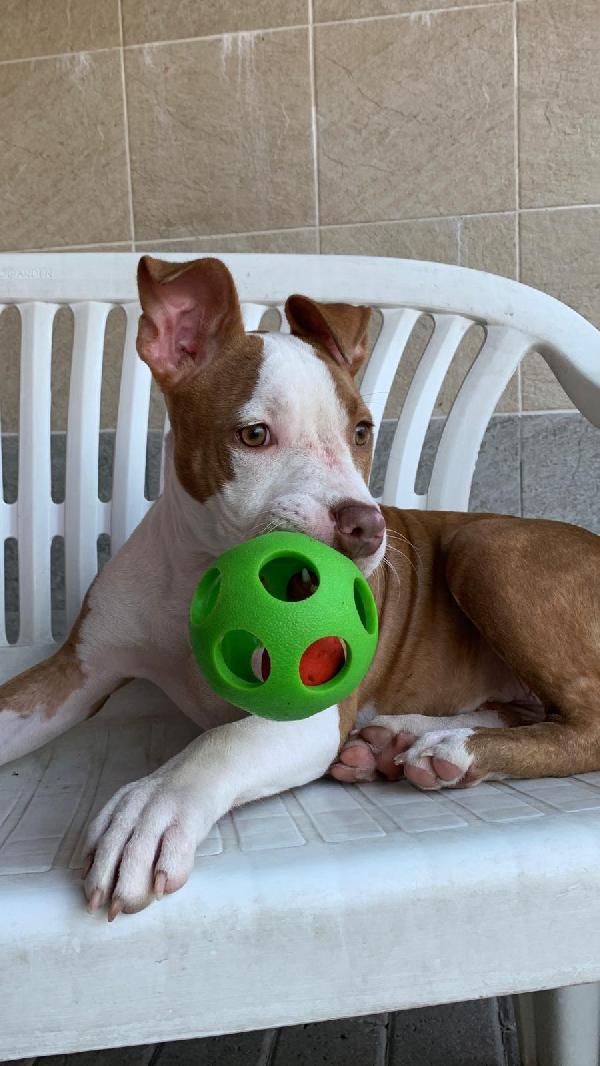 NALA BELLISSIMA CUCCIOLA Foto 2